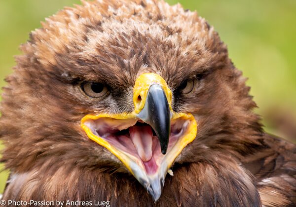 Fauna! Fauna! Die Tierwelt in aller Herren Länder hat mich schon immer sehr interessiert. Nichts ist spannender, als sich den...